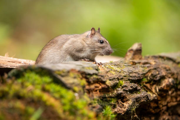 istock Brown rat, Rattus norvegicus 1007145146