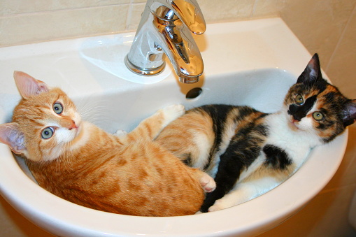 Funny scene - two kittens sleep in a washbasin. One kitten is tabby orange with blue eyes and one is colorful with yellow eyes and look straight into a camera. It is humorous photo with comedy concept