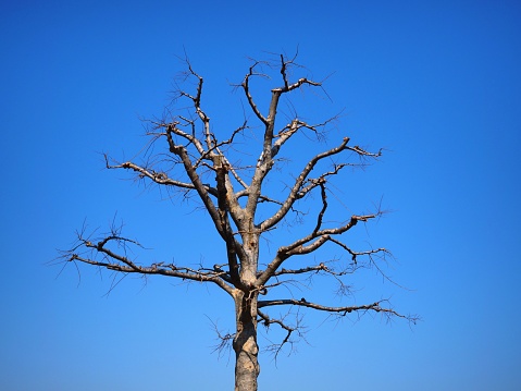 dead tree clear sky