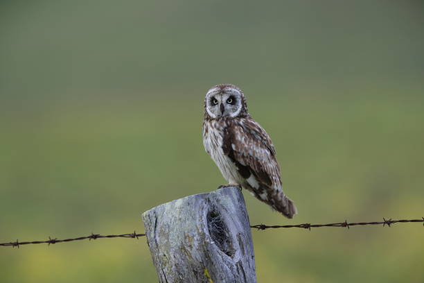 istock hawaiian short eared owl Big Island Hawaii 1007151316