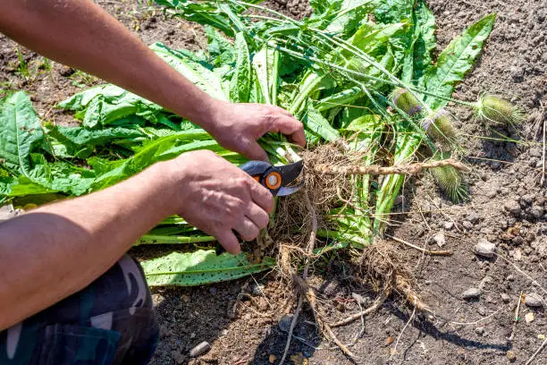 Herbalist collects the root of the Teasel. Wild teasel root (Dipsacus fullonum, syn. Dipsacus sylvestris). In alternative medicine, considered to be effective in the fight against Lyme disease. ​Teasel root for Lyme Disease is produced from the roots of the specific species of the biennial plant.