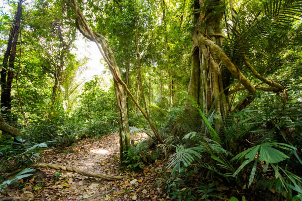 istock Khao Phanom Bencha national park 1007151564