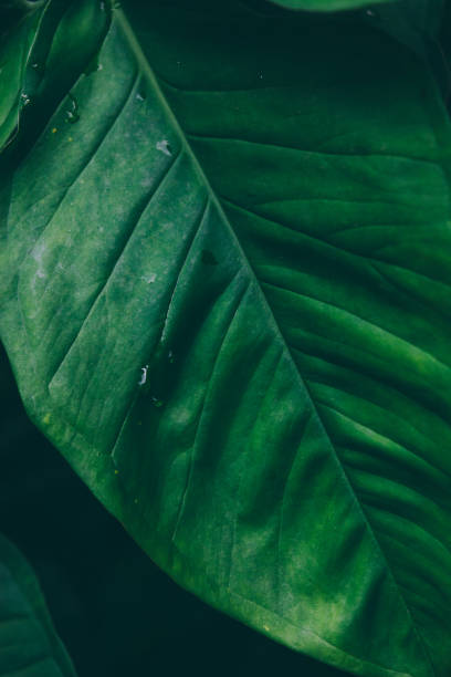 istock Tropical leaves. Summer background. 1007152324
