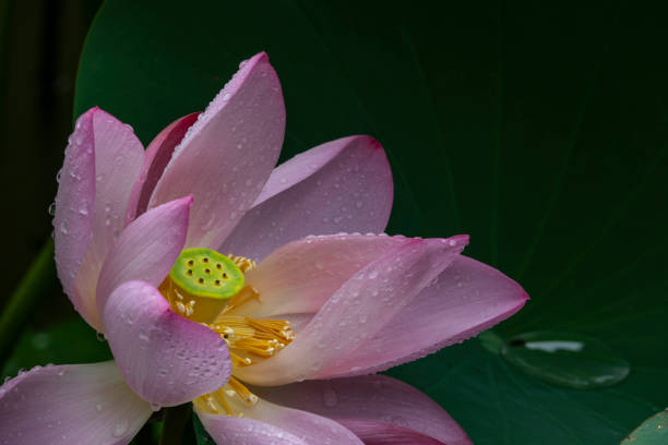 istock Lotus flowers in Macau 1007152488
