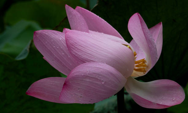 istock Lotus flowers in Macau 1007152514