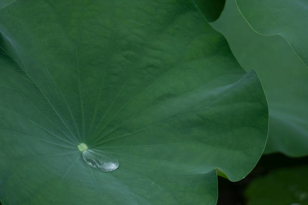 istock Lotus leaves in Macau 1007152562