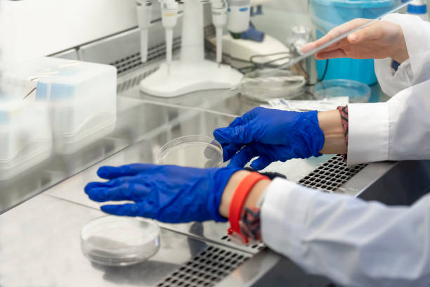 Hands of the laboratory assistant labelled Petri dishes inside an a sceptic fume hood in a microbiology laboratory setup stock photo