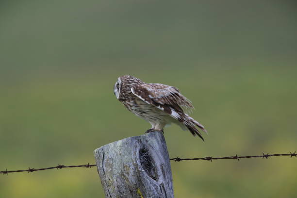 istock hawaiian short eared owl Big Island Hawaii 1007153064