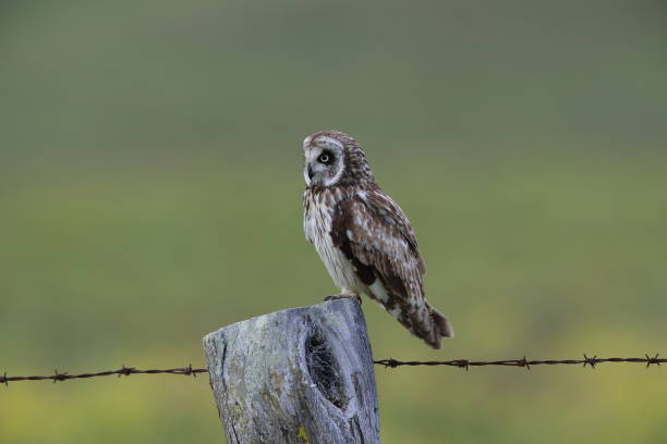 istock hawaiian short eared owl Big Island Hawaii 1007154326