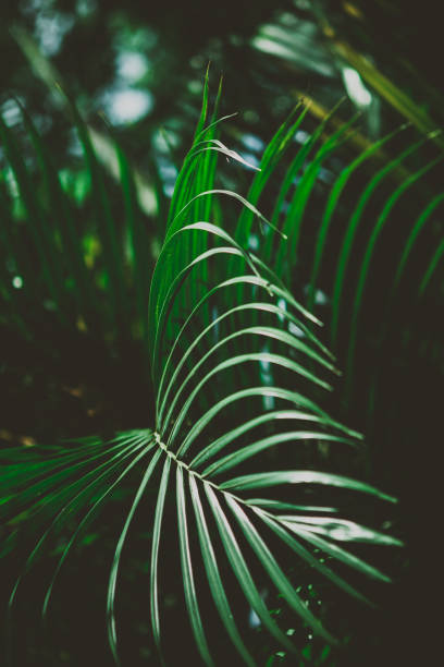 istock Tropical leaves. Summer background. 1007155574