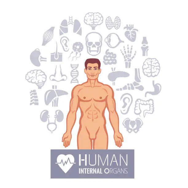 Vector illustration of Human Anatomy Icons