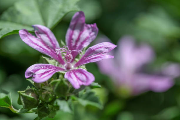 istock pink flower in garden 1007155730