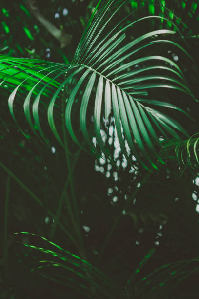 istock Palm leaves. Summer tropical background. 1007155850