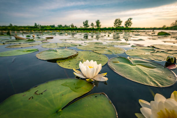 istock Blossoming white water lilly in a sunset over a nature reserve 1007157160