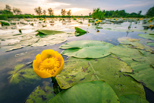 Free picture: Greenish yellow aquatic plant on swamp water surface in ...