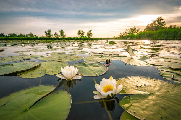 istock Blossoming white water lilly in a sunset over a nature reserve 1007157346
