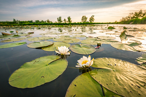 Two blossoming white water lilly flowers in a sunset over the Weerribben-Wieden nature reserve in Overijssel, The Netherlands. Close up image with a wide angle.