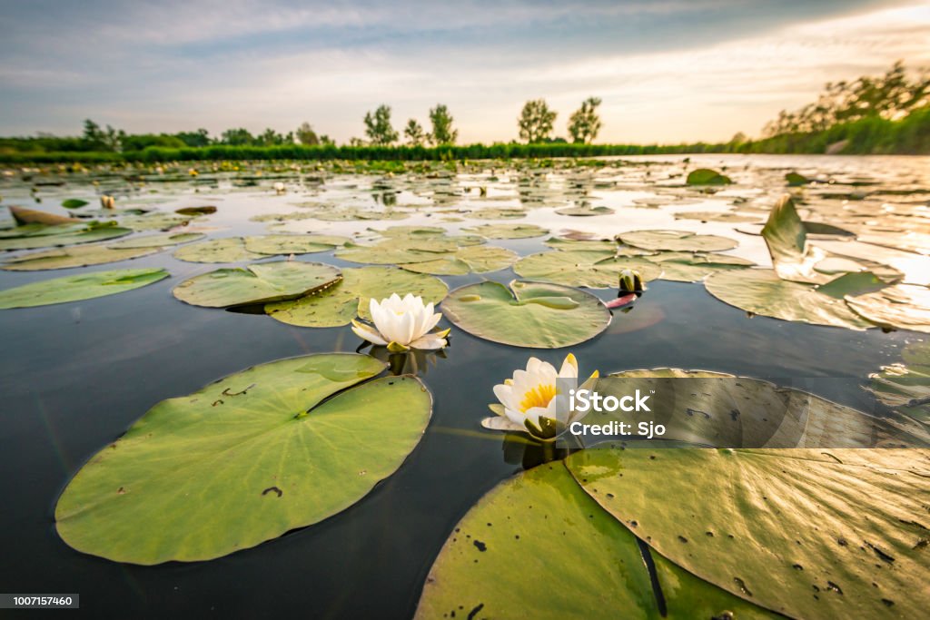 Blossoming white water lilly in a sunset over a nature reserve Two blossoming white water lilly flowers in a sunset over the Weerribben-Wieden nature reserve in Overijssel, The Netherlands. Close up image with a wide angle. Water Lily Stock Photo