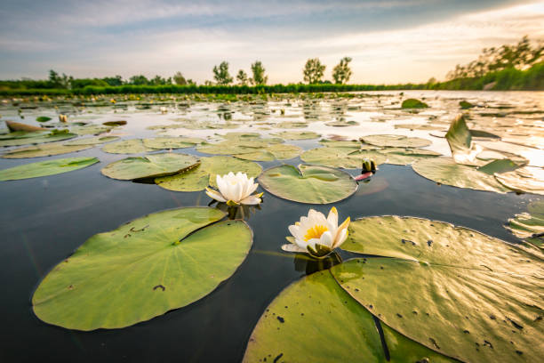 Blossoming white water lilly in a sunset over a nature reserve Two blossoming white water lilly flowers in a sunset over the Weerribben-Wieden nature reserve in Overijssel, The Netherlands. Close up image with a wide angle. water lily photos stock pictures, royalty-free photos & images