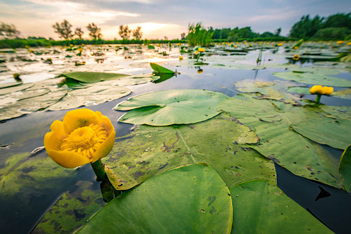 Yellow Water-lily or Brandy-Bottle flower in a sunset over the Weerribben-Wieden nature reserve in Overijssel, The Netherlands. Close up image with a wide angle.