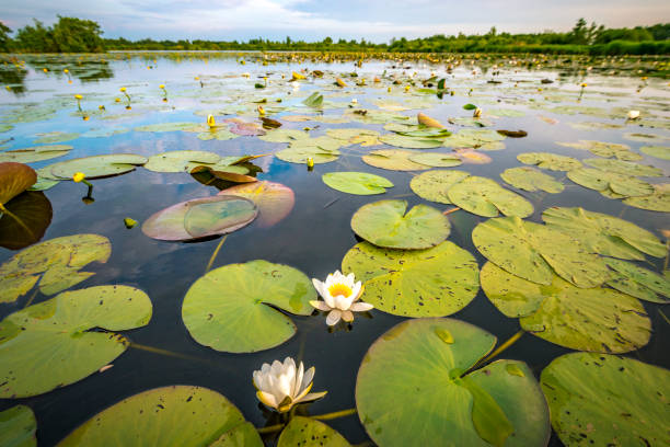Two blossoming white water lilly flowers in a sunset over the Weerribben-Wieden nature reserve in Overijssel, The Netherlands. Close up image with a wide angle.
