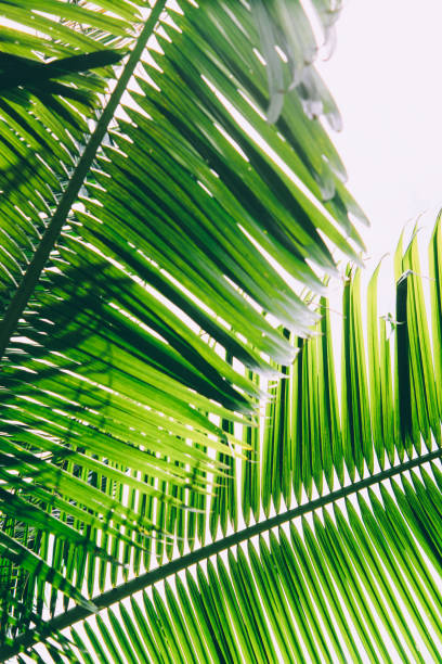 istock Palm leaves. Summer tropical background. 1007160428