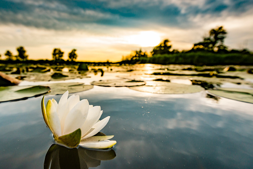 Blossoming white water lilly flowers in a sunset over the Weerribben-Wieden nature reserve in Overijssel, The Netherlands. Close up image with a wide angle.
