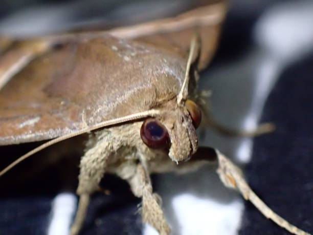 istock A moth of an unknown id lost inside a house 1007164076