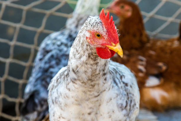 istock motley chickens grazing in the farmyard 1007165358