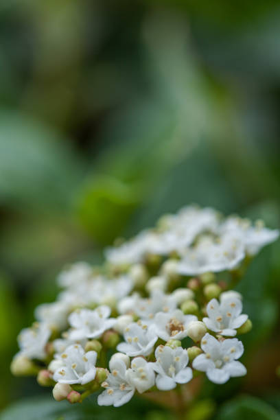 istock white blossom flower with bee in garden 1007168154