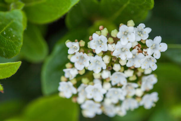 istock white blossom flower with bee in garden 1007168304