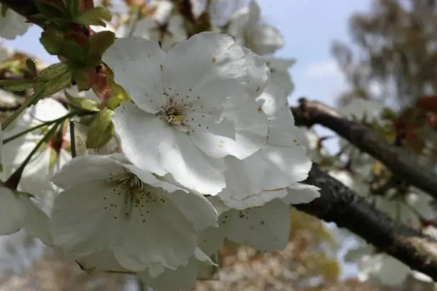 Photo of Great white cherry in flower