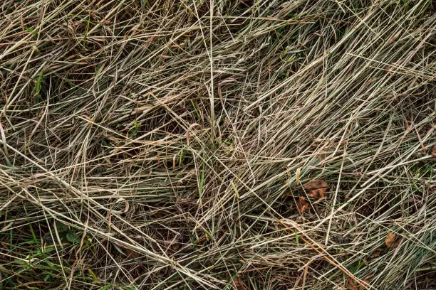 Photo of mown grass