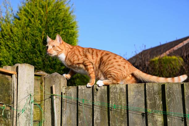 istock Ginger cat on a fence, UK. 1007171950