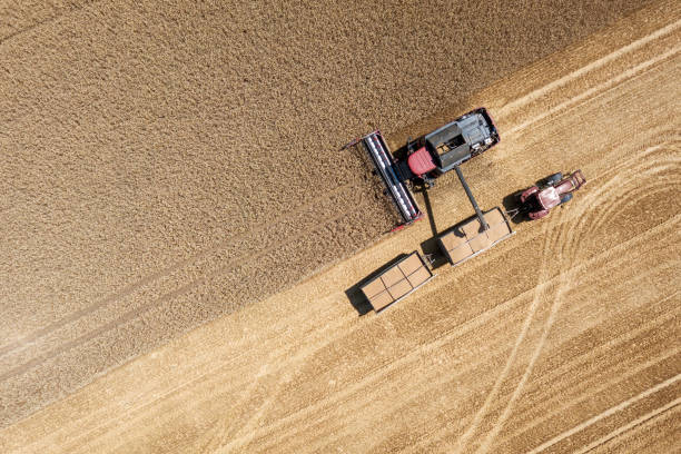 cosechadora de las cosechas de trigo en un campo, thuringia, alemania - chess field fotografías e imágenes de stock