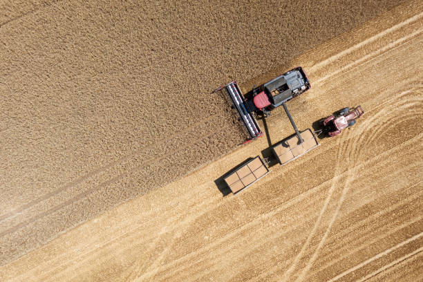 kombajn zbiera pszenicę na polu, turyngia, niemcy - agriculture harvesting wheat crop zdjęcia i obrazy z banku zdjęć