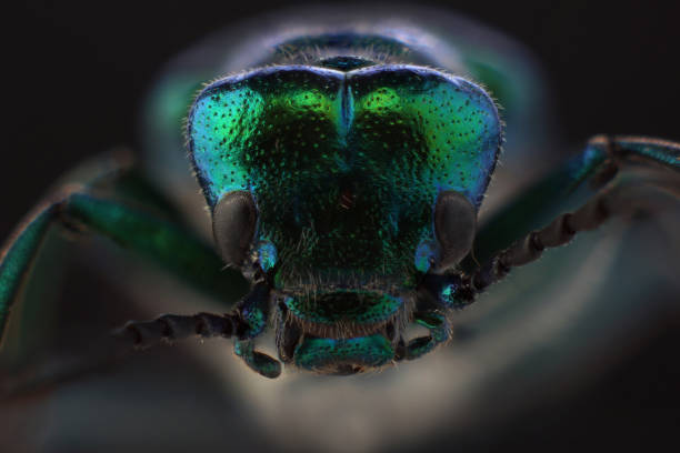 Head of beetle - Spanish fly (Lytta vesicatoria). Extreme macro