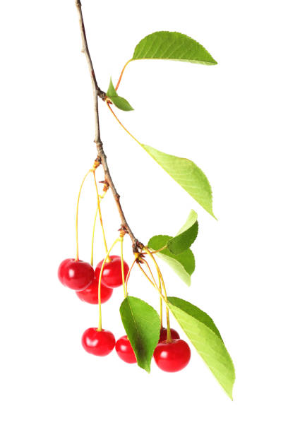 istock Branch of cherry with berries isolated on white 1007176542