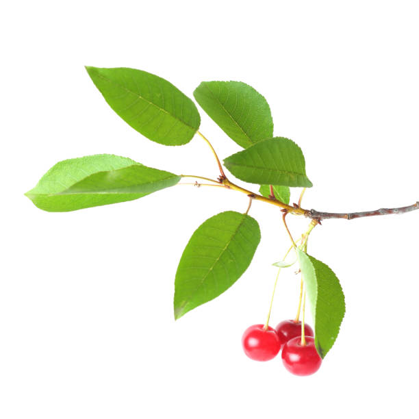 istock Branch of cherry with berries isolated on white 1007176544