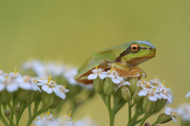 istock Small tree frog (Hyla arborea) is sitting on flower. Closeup 1007176576