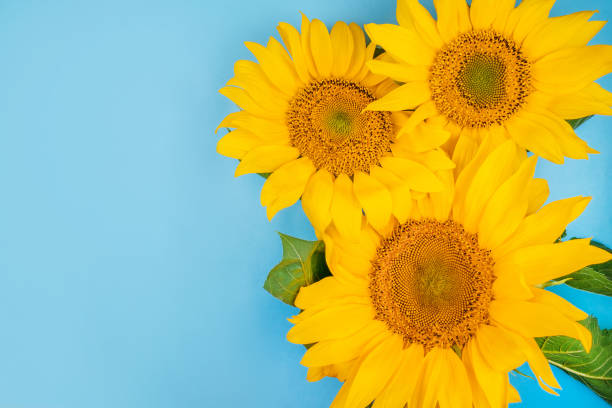 istock Sunflower bouquet on blue background 1007178804