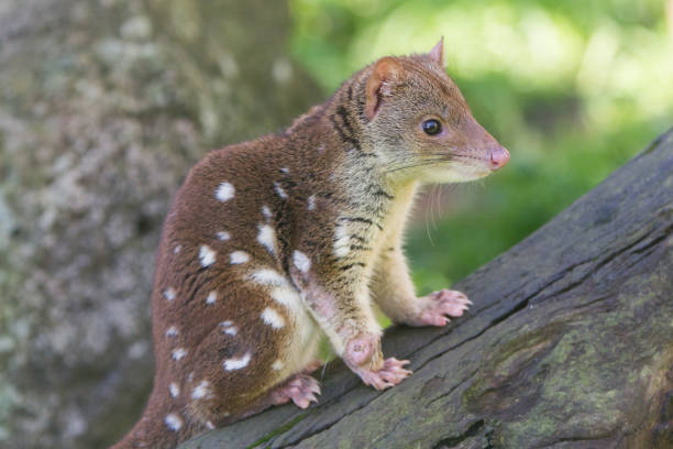 Close up Image of a Spotted Quoll Image of the Australian marsupial, the quoll. spotted quoll stock pictures, royalty-free photos & images