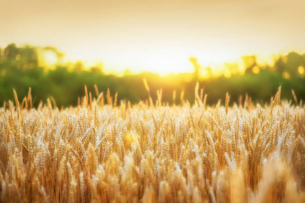 istock Golden wheat and golden sunlight 1007182936