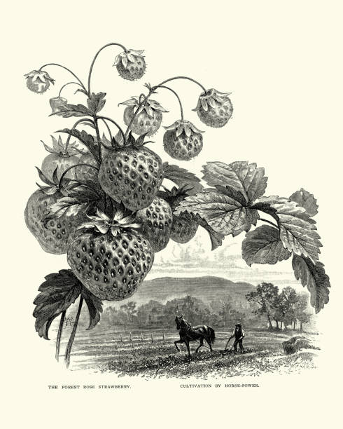 Vintage engraving of Farmer ploughing strawberry feild with horse and plough, 19th Century.  and Forest rose strawberry