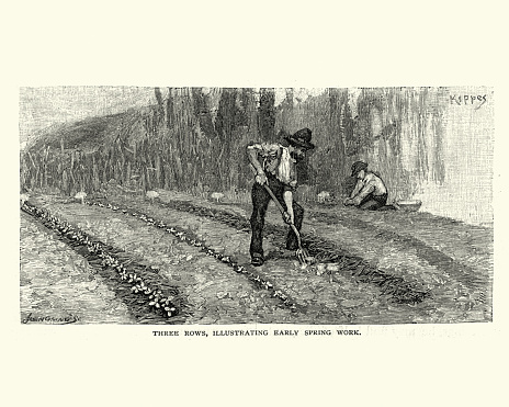 Vintage engraving of Workers planting rows of strawberry plants on farm, 19th Century