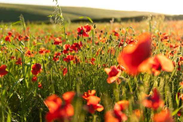 istock Poppy Fields at near sunset on a idyllic June day. Cornwall. 1007186548