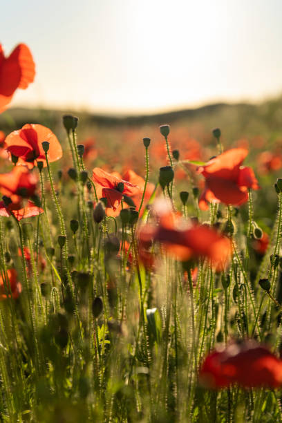 istock Poppy Fields at near sunset on a idyllic June day. Cornwall. 1007186568