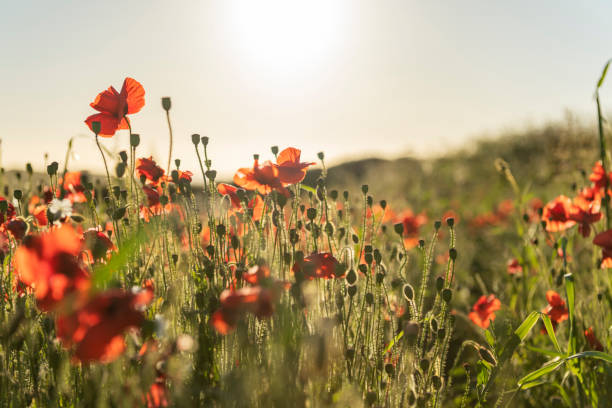 istock Poppy Fields at near sunset on a idyllic June day. Cornwall. 1007186612
