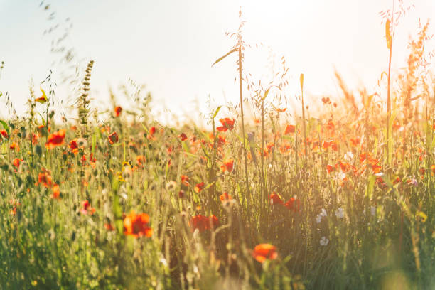 istock Poppy Fields at near sunset on a idyllic June day. Cornwall. 1007186616
