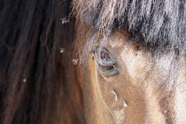 istock many flies fly on horse eye 1007186790